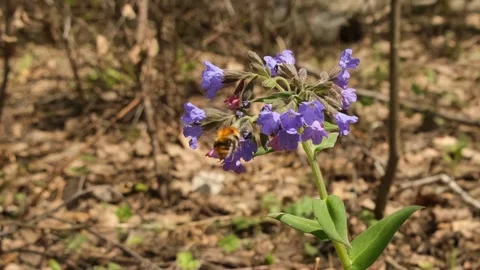 Blooming Lungwort (Pulmonaria) Видео 163644516