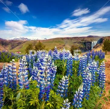 Blooming lupine flowers near majestic Skogafoss waterfall Stock Photos