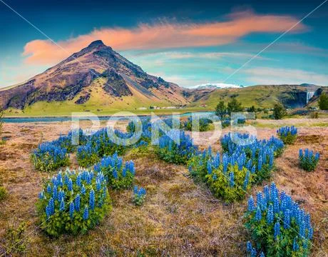 Blooming lupine flowers near majestic Skogafoss waterfall in south Iceland,.. Stock Photos