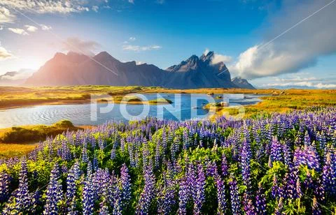 Blooming lupine flowers on the Stokksnes headland. Stock Photos