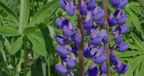 Blooming Lupine. Stock Footage 131310976