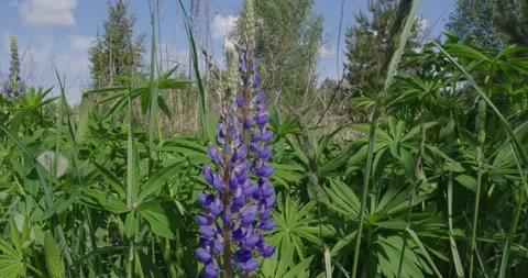 Blooming Lupine. Video stock 131310979