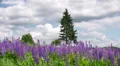 Blooming lupines HD Footage