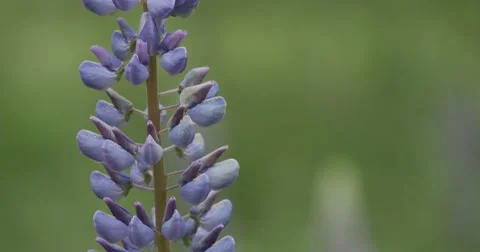 Blooming lupines in a forest 库存影片 64787075