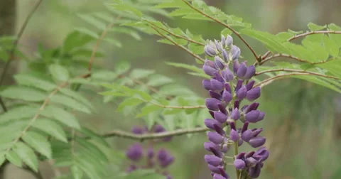 Blooming lupines in a forest Stock Footage 64787595