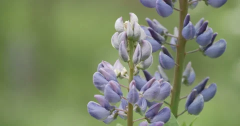 Blooming lupines in a forest Stock-Footage 64792017