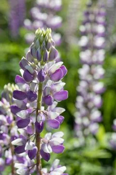 Blooming lupines Foto stock