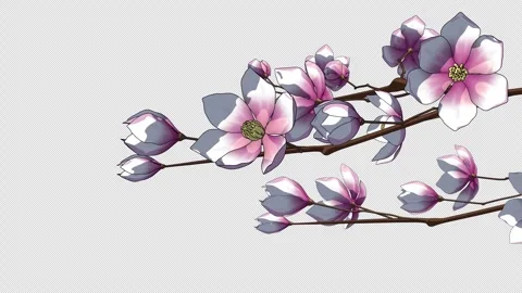 Blooming Magnolia Branches on Transparent Background Видео 336564310