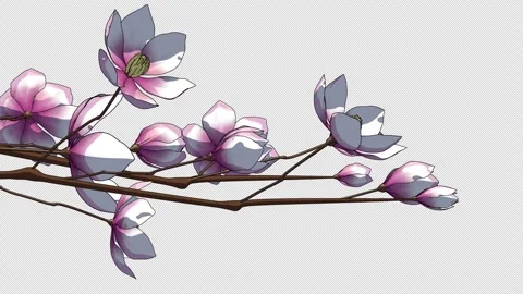 Blooming Magnolia Branches on Transparent Background Видео 336564314
