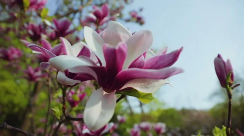 Blooming magnolia Stock Footage 49938418