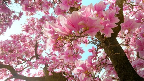 Blooming magnolia Stock Footage 105176603