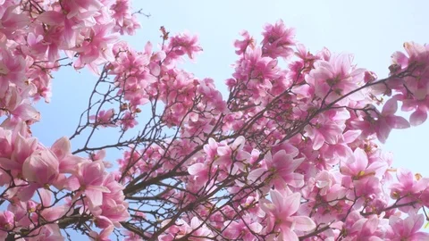 Blooming magnolia Stock Footage 105176628