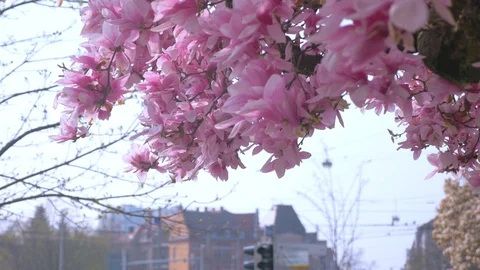 Blooming magnolia Stock Footage 105176640