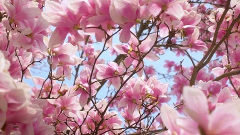 Blooming magnolia Stock Footage 105176641