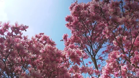 Blooming magnolia Stock Footage 105177136