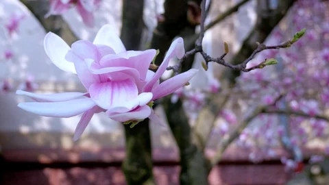 Blooming magnolia Stock Footage 105177221