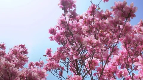 Blooming magnolia Stock Footage 105177228