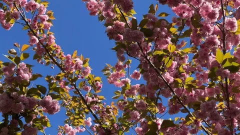 Blooming Magnolia Stock Footage 315659891