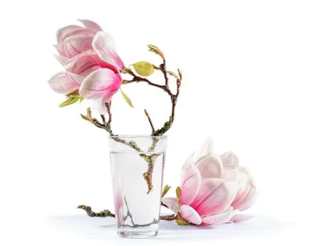 Blooming magnolia Stock Photos
