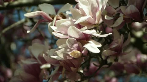 Blooming magnolia tree 動画素材 12410659