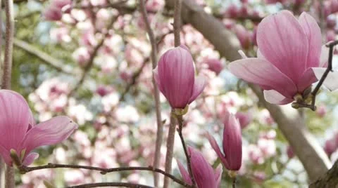 Blooming magnolia tree Stock Footage 12414798