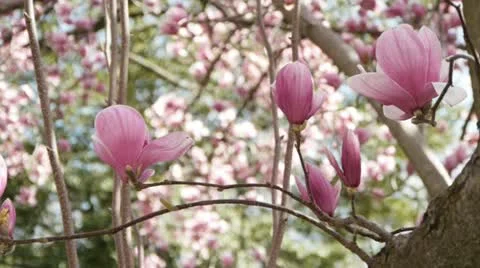 Blooming magnolia tree 스톡 동영상 12419965