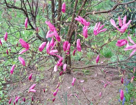 Blooming magnolia tree in the spring Stock-Fotos