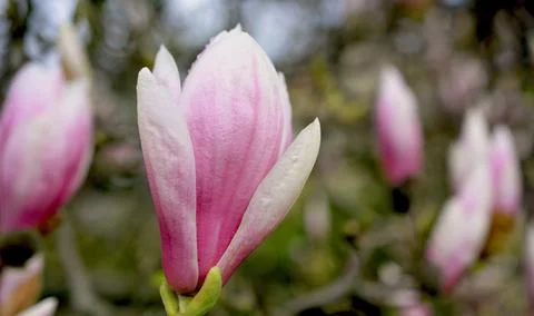 Blooming magnolia tree in the springtime. Stock Photos