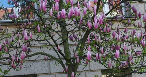 Blooming Magnolia Trees on John Paul II Avenue in Szczecin Poland - Stock Footage 334980145
