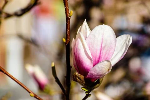 Blooming magnolia tulip. It blooms in the spring garden Stock Photos