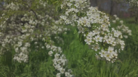 Blooming Mahaleb cherry or St Lucie cherry (Prunus mahaleb) with white flowers Stock Footage 308084419