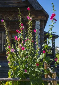 Blooming mallow in Suzdal Stock Photos