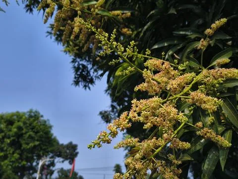Blooming mango tree flowers and lush green leaves against a blue sky. Stock Photos