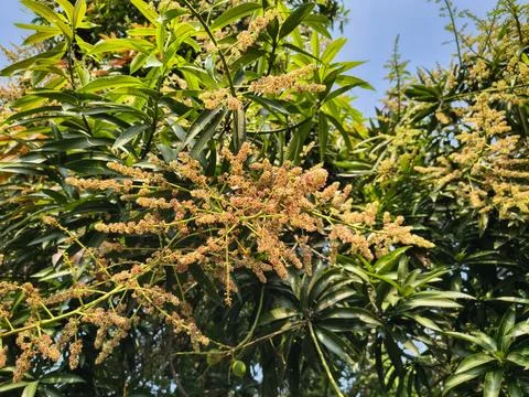Blooming mango tree flowers and lush green leaves against a blue sky. Stock Photos
