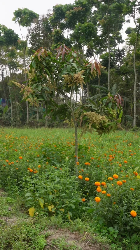 Blooming Mango Tree Vidéo 333917953