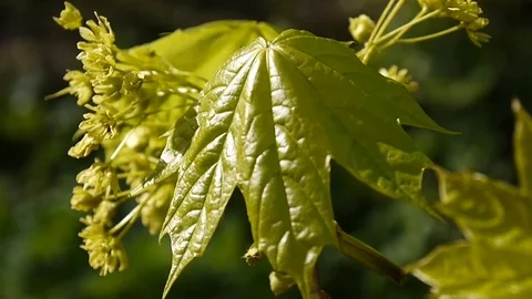 Blooming maple in spring. Beautiful young green branch of tree swinging in the Stock Footage
