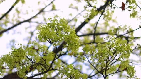 Blooming maple tree branches at early spring day. Acer tree covered in green ump Stock Footage 183386370