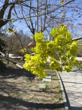 Blooming Maple Tree Flowers in Spring Sun Close-up Stock Photos