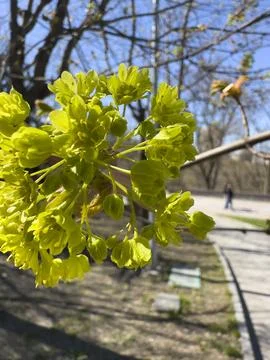 Blooming Maple Tree Flowers in Spring Sun Close-up Stock Photos