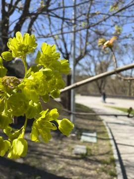 Blooming Maple Tree Flowers in Spring Sun Close-up Stock Photos