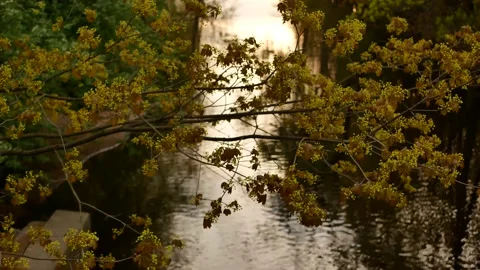 Blooming maple tree in the rays of the setting sun. Stock Footage 154191609