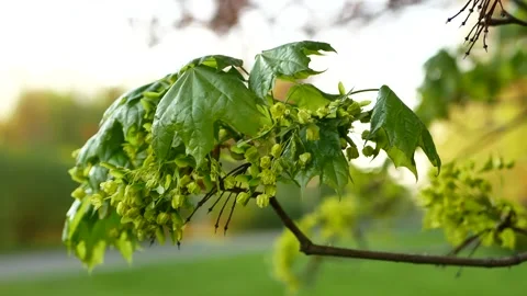 Blooming maple tree in the rays of the setting sun. Stock Footage 154273433