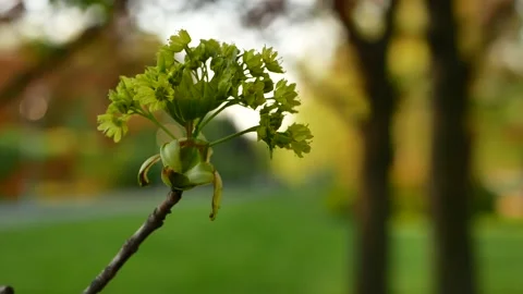 Blooming maple tree in the rays of the setting sun. Stock-Footage 154273453