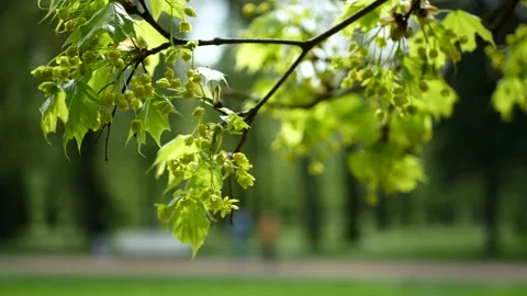 Blooming maple tree in the rays of the setting sun. 動画素材 154273598