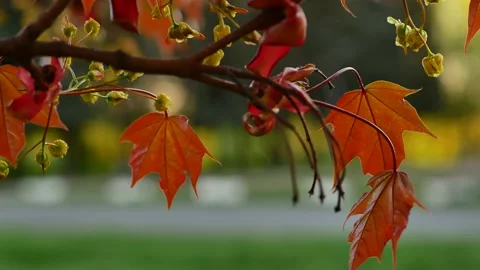 Blooming maple tree in the rays of the setting sun. Video stock 154273821
