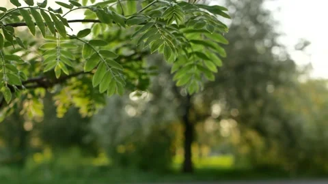 Blooming maple tree in the rays of the setting sun. Video stock 154273831
