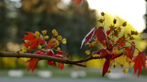 Blooming maple tree in the rays of the setting sun. Video stock 154274049
