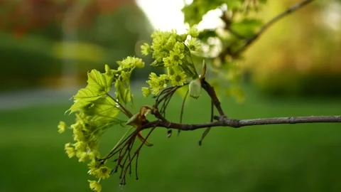 Blooming maple tree in the rays of the setting sun. Video stock 154274220