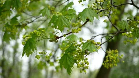 Blooming maple tree in the rays of the setting sun. Stock Footage 154274266