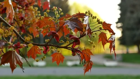 Blooming maple tree in the rays of the setting sun. Stock Footage 154297714